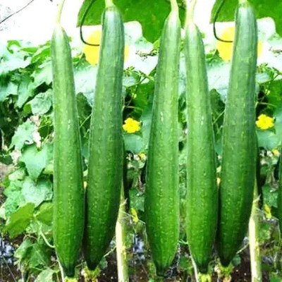 Pbevergreen sponge gourd seeds Seed(47 per packet)
