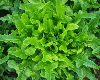 KNESSiN Oak Leaf Lettuce[400 Seeds] Seed(400 per packet)