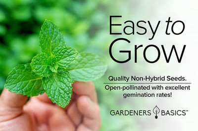 CYBEXIS GBPUT-10 - Peppermint for Planting - (1350 Seeds) Seed(1350 per packet)