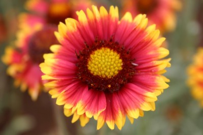 Quentova Gaillardia Pulchella-AJ-7Q Seed(75 per packet)