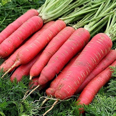 BDSresolve Organic red Carrot Seeds PACK OF 80 Seed(80 per packet)