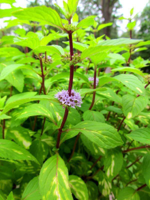 VibeX ® RXI-450 GINGER Mint Seeds Seed(200 per packet)