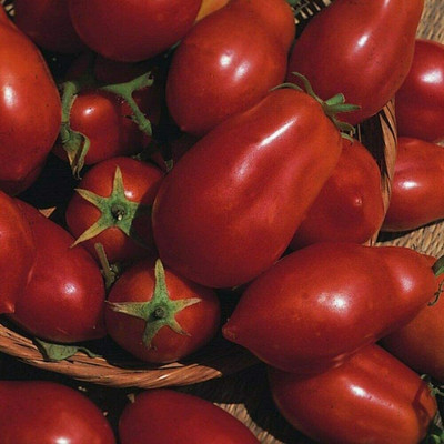 CYBEXIS Seeds of Tomato San Marzano2000 Seeds Seed(2000 per packet)