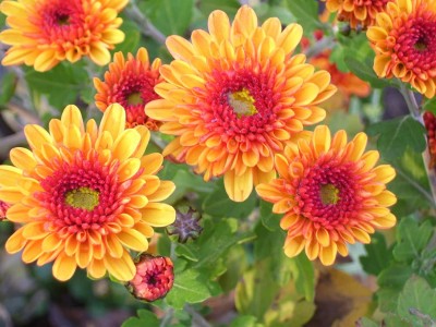 TRICONE Chrysanthemum Mix (200 Seeds) Flower 200 Beej W28 Seed(200 per packet)