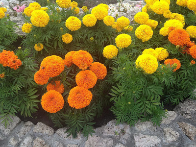 VibeX ® VLR-366 Marigolds Cool Mix Seed(500 per packet)