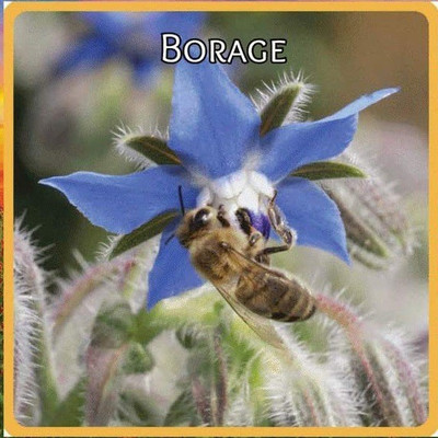 VibeX ® XLR-83 Borage Cucumber Flavored Leaves Seed(100 per packet)