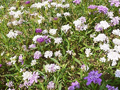 Aywal Candytuft Dwarf Fairy Mixed Seed(20 per packet)