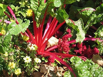 LPR SPINACH , PALAKH Seed(225 per packet)