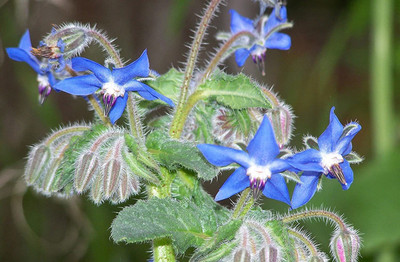 CYBEXIS VXI-87 - Blue Borage - (1350 Seeds) Seed(1350 per packet)