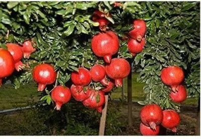 Aro Pomegranate, Anaar Seed(10 per packet)
