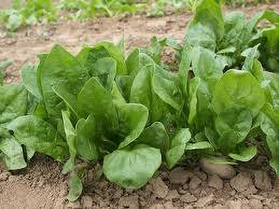 Seedsqlty Spinach seeds, high germination (400 seeds) Seed(400 per packet)