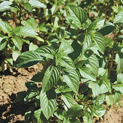 VibeX ® VMR-48 Non-GMO Thai Basil Seeds Seed(1000 per packet)