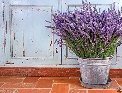 CYBEXIS XLR-40 - English Lavender - (2250 Seeds) Seed(2250 per packet)