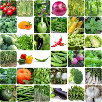abiswas 40 Variety Vegetable Seeds Combo Pack Seed(3100 per packet)