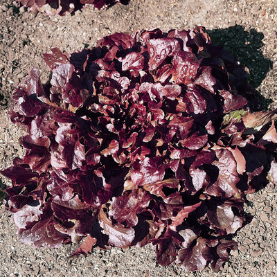 Qualtivate PUA-4A Oakleaf - Red Leaf Lettuce Seeds Seed(300 per packet)