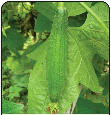 Qualtivate XXX-2A Hybrid SPONGE GOURD TORAI SEEDS Seed(50 per packet)