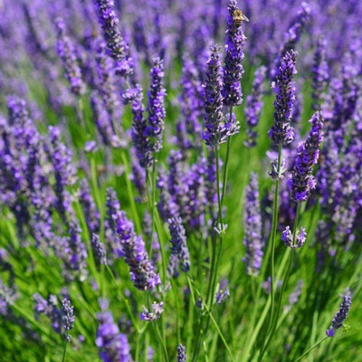 VibeX ATS-84 - (Lavandula Angustifolia - Vera) Munstead - (250 Seeds) Seed(250 per packet)