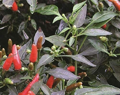 CYBEXIS Seeds of Chilli Pepper Demon Red2400 Seeds Seed(2400 per packet)
