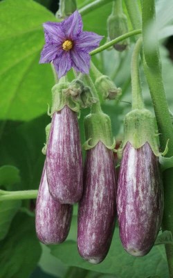 Aywal Long Brinjal for Home Garden Seed(600 per packet)