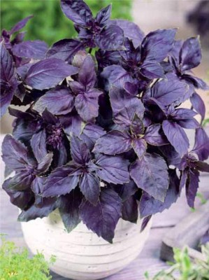 VibeX ® VLR-19 Purple Opal Basil Seeds Seed(1000 per packet)