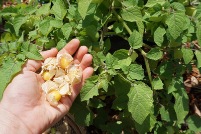 QALANDAR Pineapple Ground Cherry Seed(20 per packet)