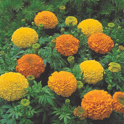 VibeX ® VMR-563 Marigold Inca II Seed Mix Seed(500 per packet)