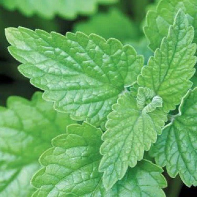 VibeX ® RXI-7 Basil seed,Magical Michael Seed(1000 per packet)