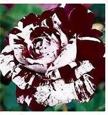 Qualtivate HUA-4A Hybrid Rose Seeds Seed(25 per packet)