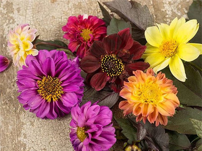 CYBEXIS Flower Dahlia Seeds Dahlia Redleaf Flower Seeds Seed(1 g)