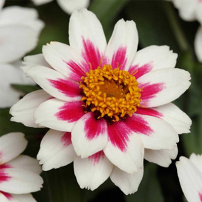Biosnyg Zinnia Flower - Zahara Series - Starlight Rose[100 Seeds] Seed(100 per packet)