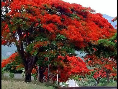 Garden Basket Hubb Gulmohar Seeds/Ornamental tree seed/Avenue Tree seed/Delonix regia seed Seed(200 per packet)