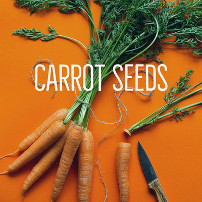 CYBEXIS Carrot Seeds | Variety Early Nantes2000 Seeds Seed(2000 per packet)