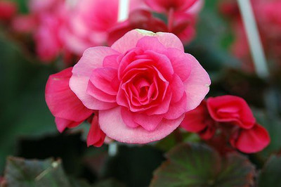 CYBEXIS LX-98 - Begonia Pink Imporetd - (90 Seeds) Seed(90 per packet)