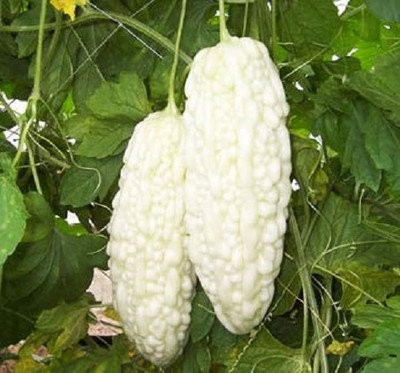 Qualtivate ICRA-2A Hybrid Bitter Gourd White Long High Yield Seed(50 per packet)