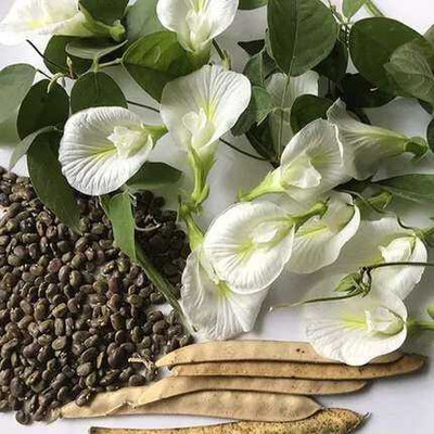 SEMINA VITA All Colour Aparajita Seed Seed(18 per packet)