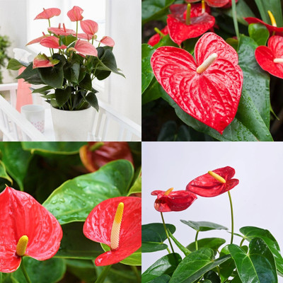 ibains Anthurium red plant seeds 26 Seed(26 per packet)