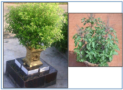 WILLVINE Krishna tulsi seeds (Black) Holy Basil-[2000 Seeds] Seed(2000 per packet)