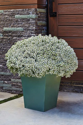 Aywal Sweet Alyssum Seed(60 per packet)
