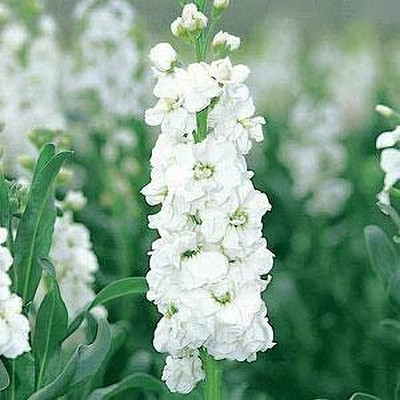 LPR STOCK Seed(5 per packet)