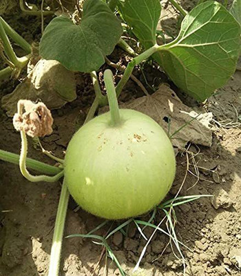 KANAYA LAW/LOWKI Round Bottle Gourd Lauki/Lau/Clabash Seed(26 per packet)