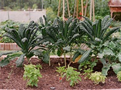 KNESSiN Kale Tuscan Seed(1250 per packet)