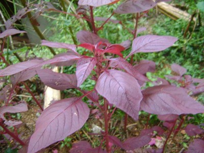 ASPEN Red Siru Keerai | Red Tropical Amaranth Seeds 10,000 Seed(10 g)