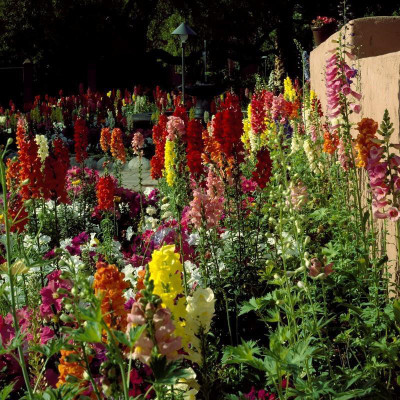 ROWTH Mix Dwarf Snapdragon (Antirrhinum) Seed(150 per packet)