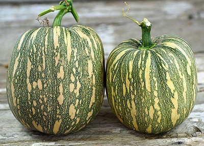 Qualtivate ICRA-7A Pumpkin F1 Hybrid Imported Seeds Seed(50 per packet)