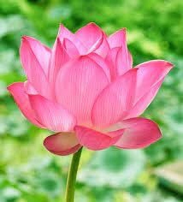 LPR Lotus seeds Seed(15 per packet)