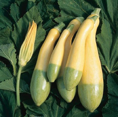 VibeX ® VMR-386 Squash Summer Zephyr Seed(100 per packet)