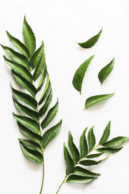 BDSresolve Curry leaves seeds/curry leaves seed 10 Seed(10 per packet)