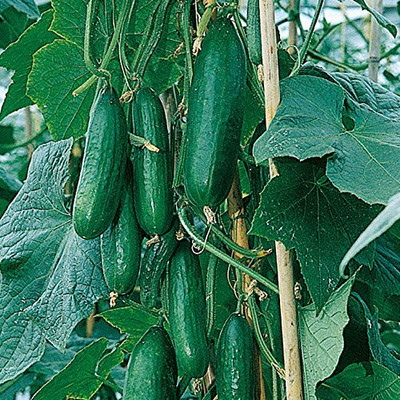 Qualtivate HYB-3A CUCUMBER DHARWAD GREEN F1 SEEDS Seed(300 per packet)