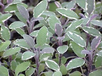 VibeX TLX-75 - Tricolor Sage - (1350 Seeds) Seed(1350 per packet)