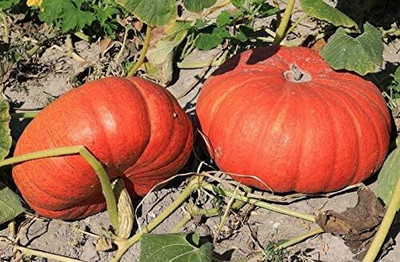 CRGO DIOART-CFR-™Seeds Pumpkin Red Kavbuz-100 SEEDS-PS916 Seed(100 per packet)